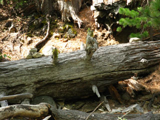 Summit City Creek lower ford ducks